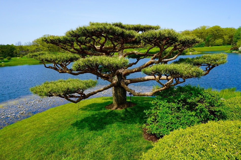 Tree Japanese Garden