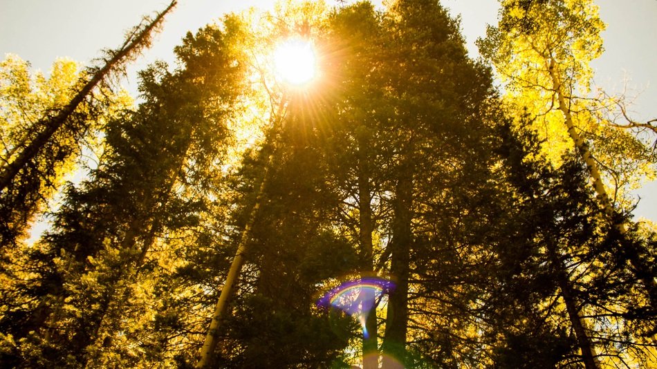 Landscape of bottom view of the trees at the sunlight