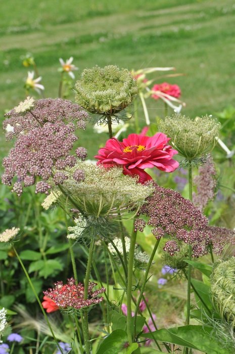 wild carrot and pink gerbera in autumn