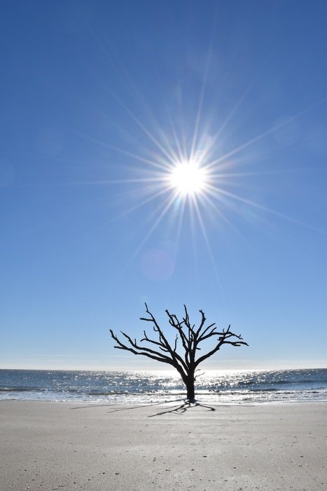 tree in the desert under the sun