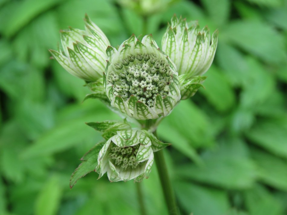 plant with green inflorescences close-up