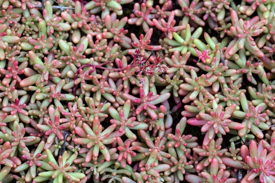 Blattsukkulent Saxifrage