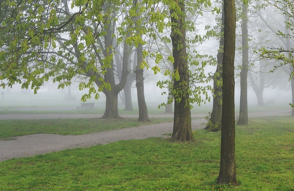 Fog in the beautiful, green park with trees