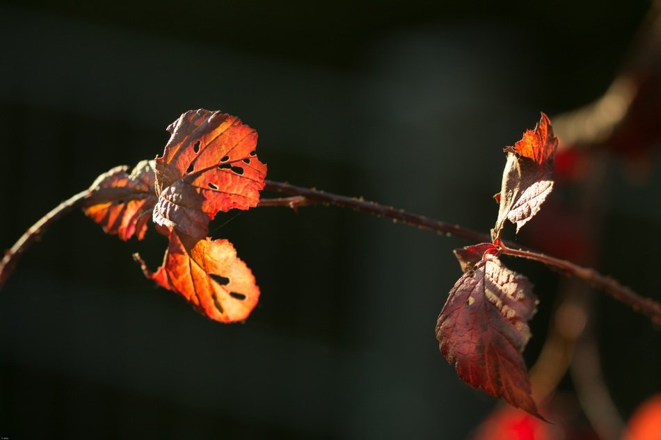 autumn foliage as an autumn mood