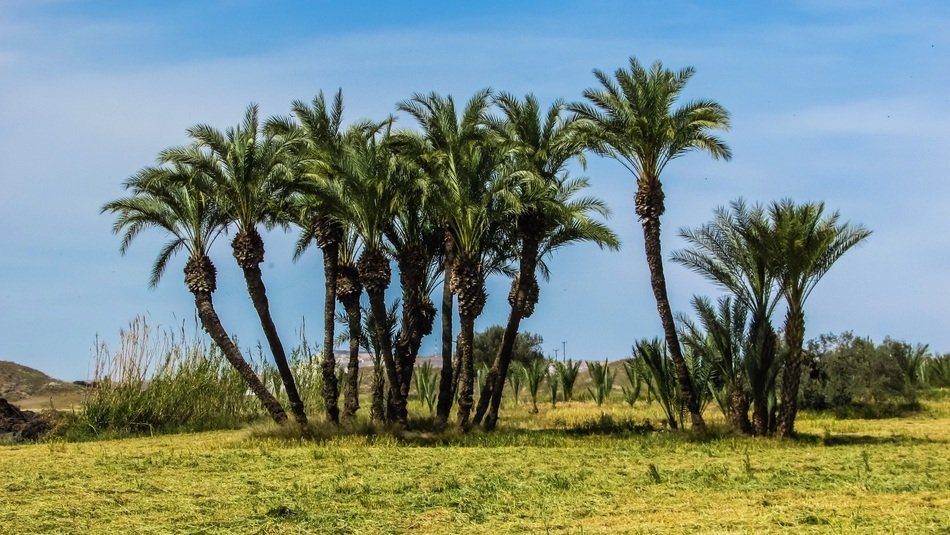 Landscape of palm trees in Cyprus