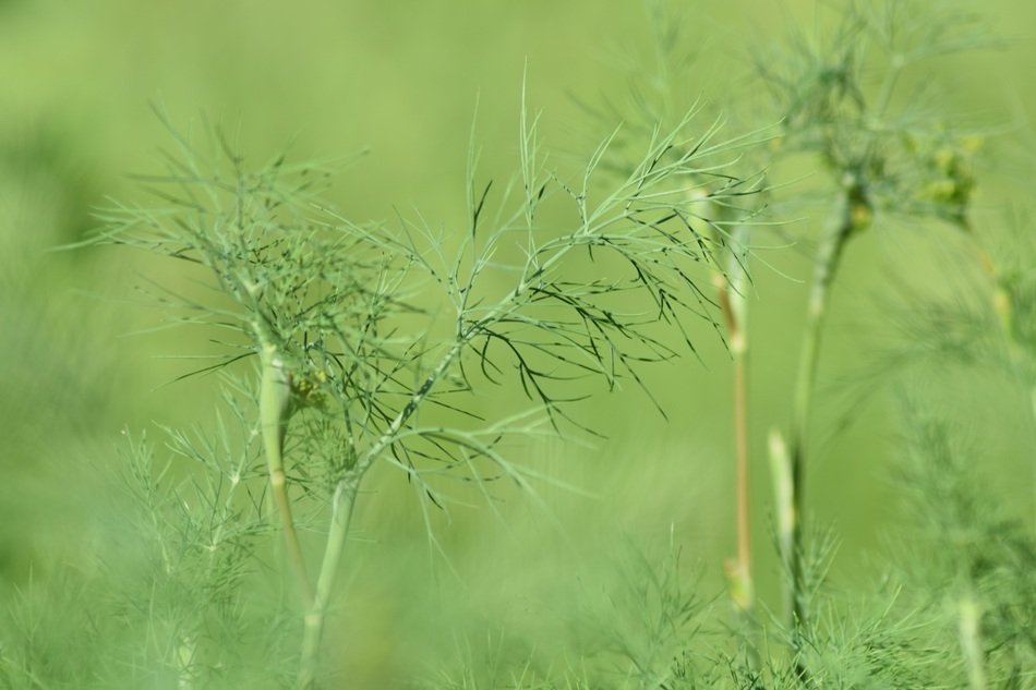 dill leaves on green background