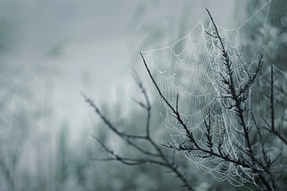 bush in a web in autumn fog