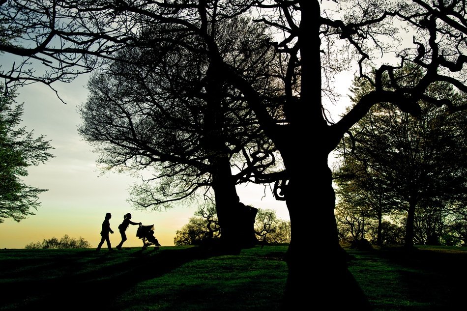 silhouette of family walking among trees at Sunset, uk, england, London, Richmond Park