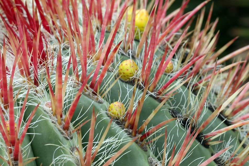 red spines on a green cactus