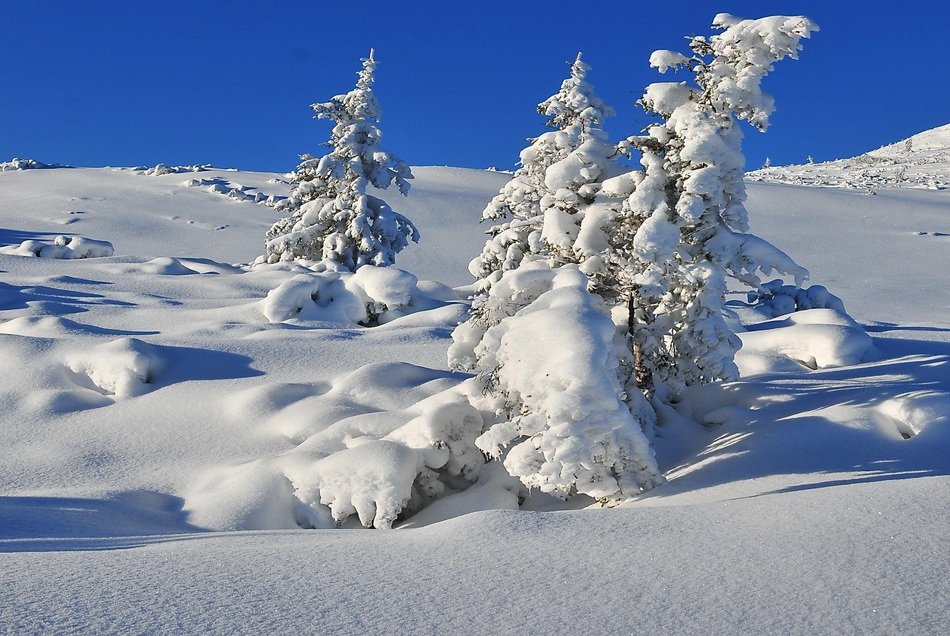 tree under the winter snow