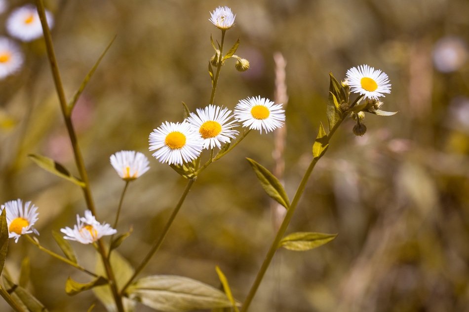 white flowers with delicate petals on the plant