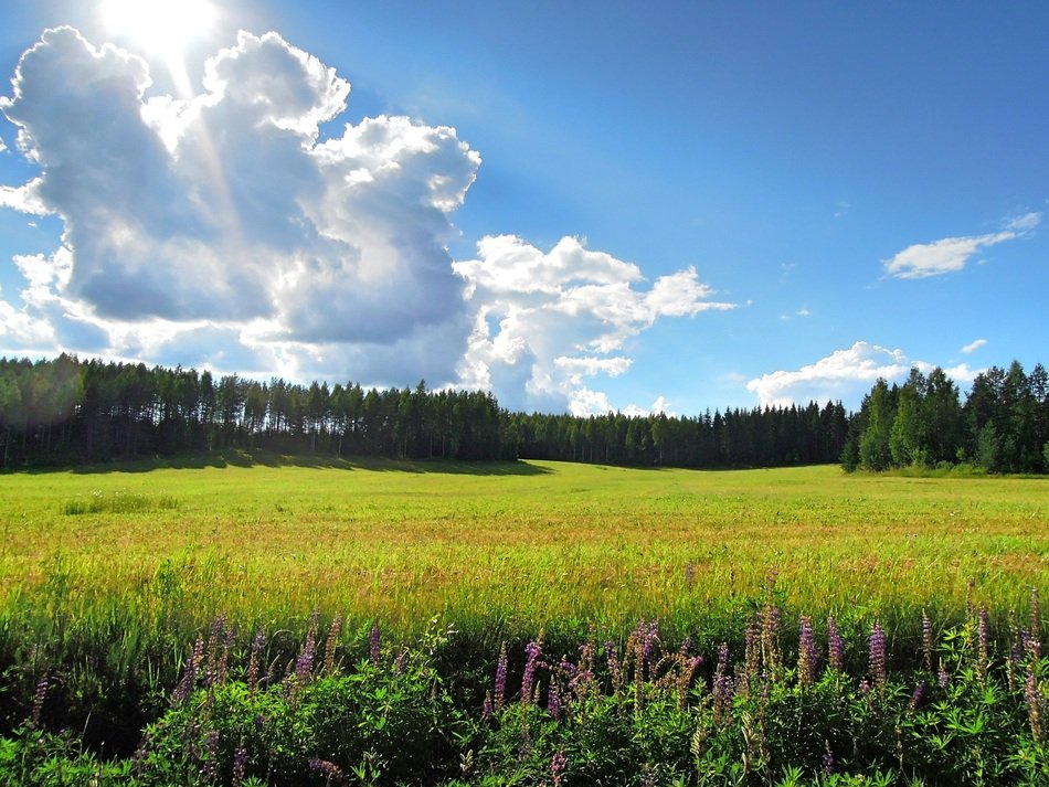 Field of green grass in North Karelia