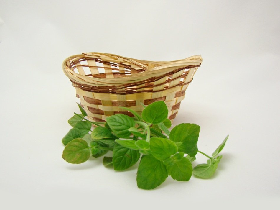 stunningly beautiful Basket and Green leave