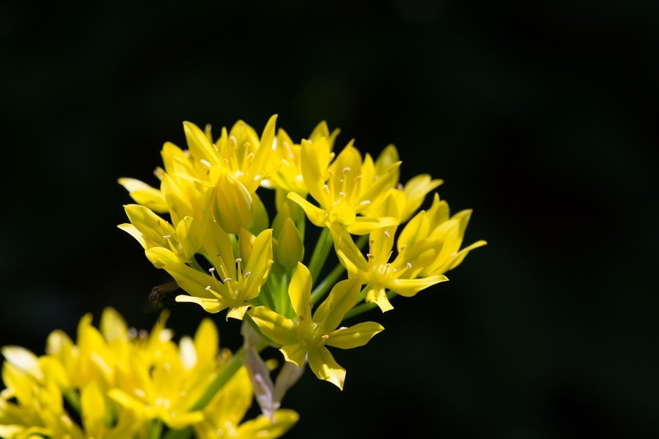 Gold Leek flower