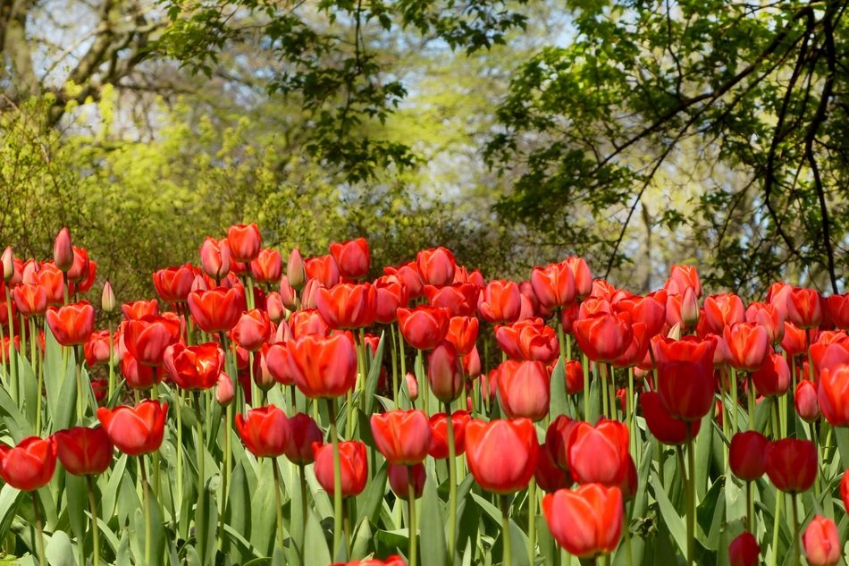 Beautiful red tulip flowers in spring