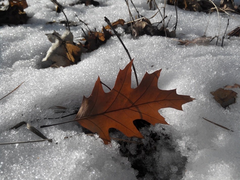 autumn leaves in the snow close up