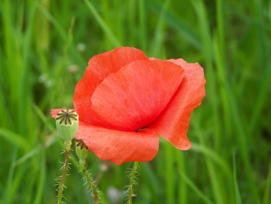 red young poppy in the meadow