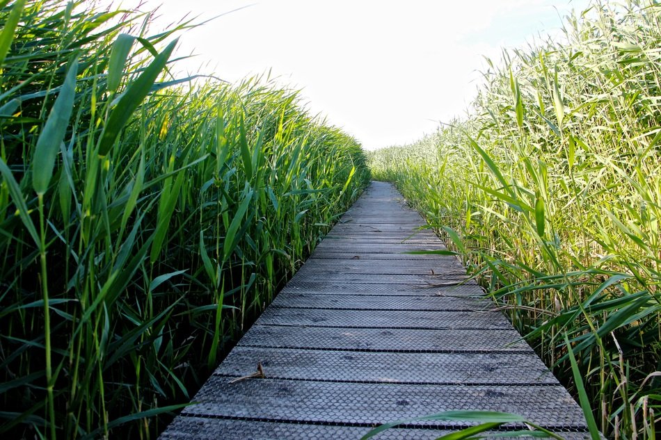 wooden pier along high green grass