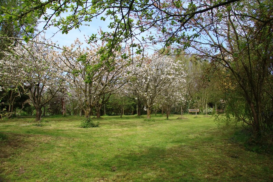 blooming Cherry Trees in Garden, spring Landscape