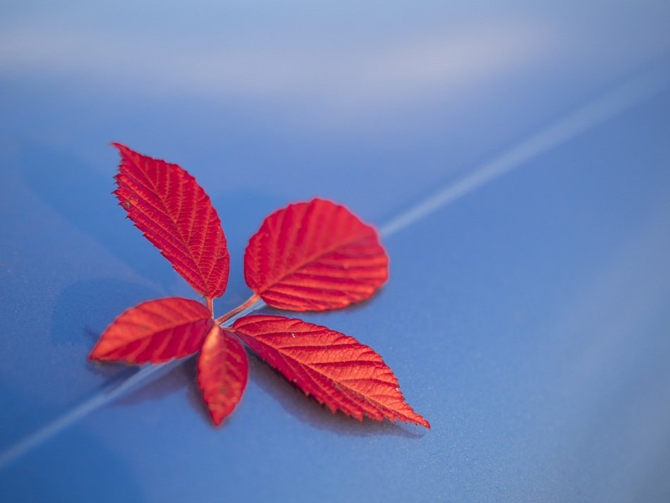 red leaves of a tree on a blue background