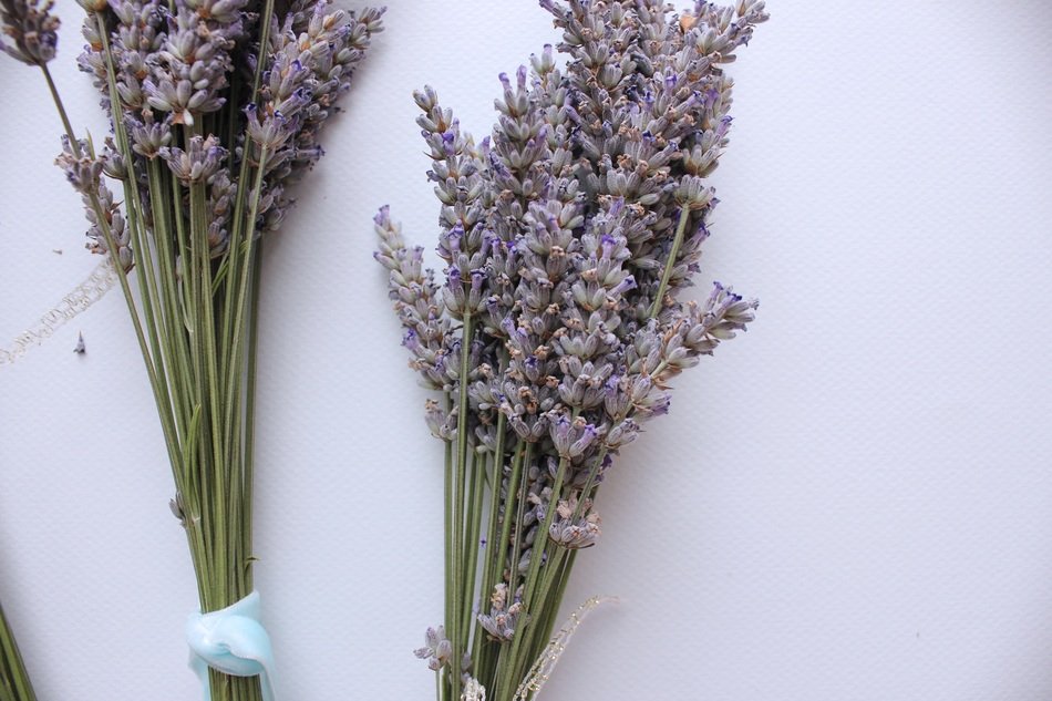bouquets of lavender like aromatherapy