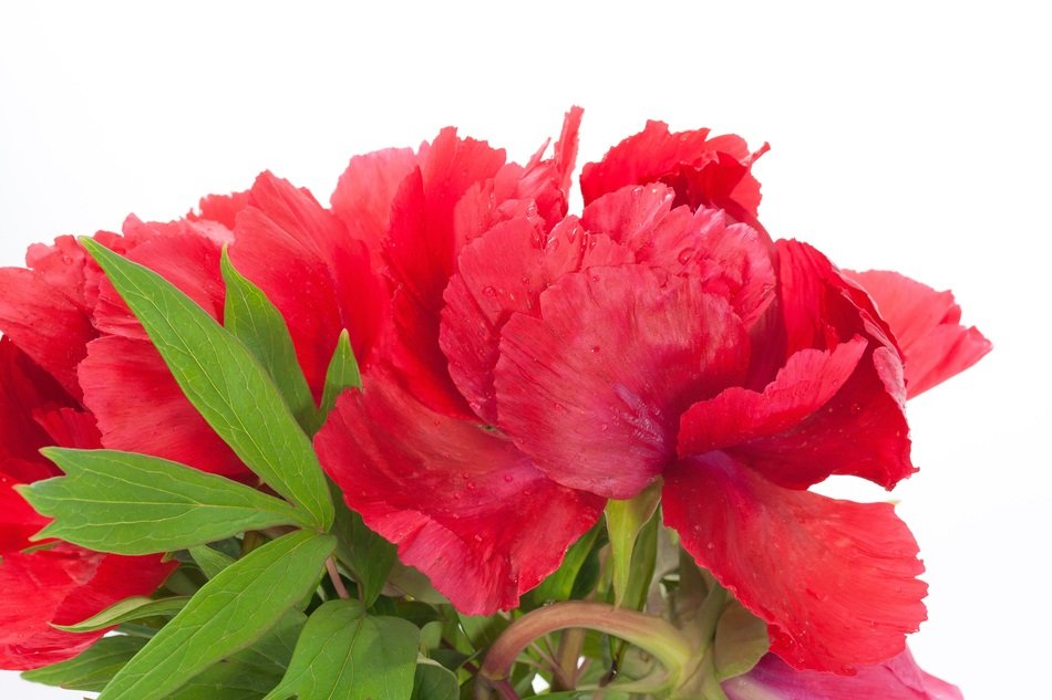 red peonies on a white background