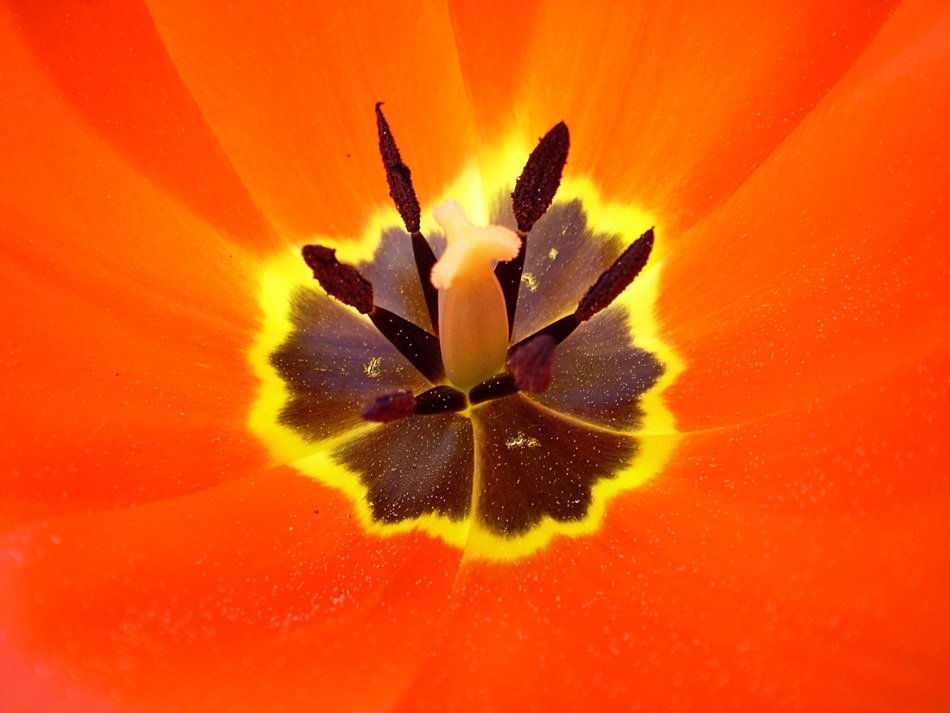 inside of the tulip