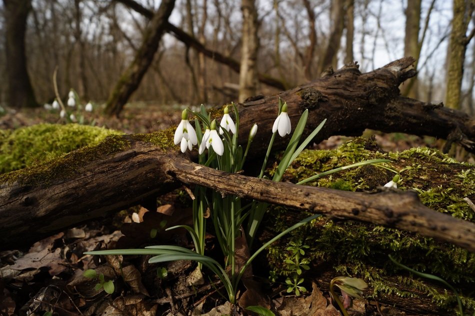 snowdrop in the forest near the tree