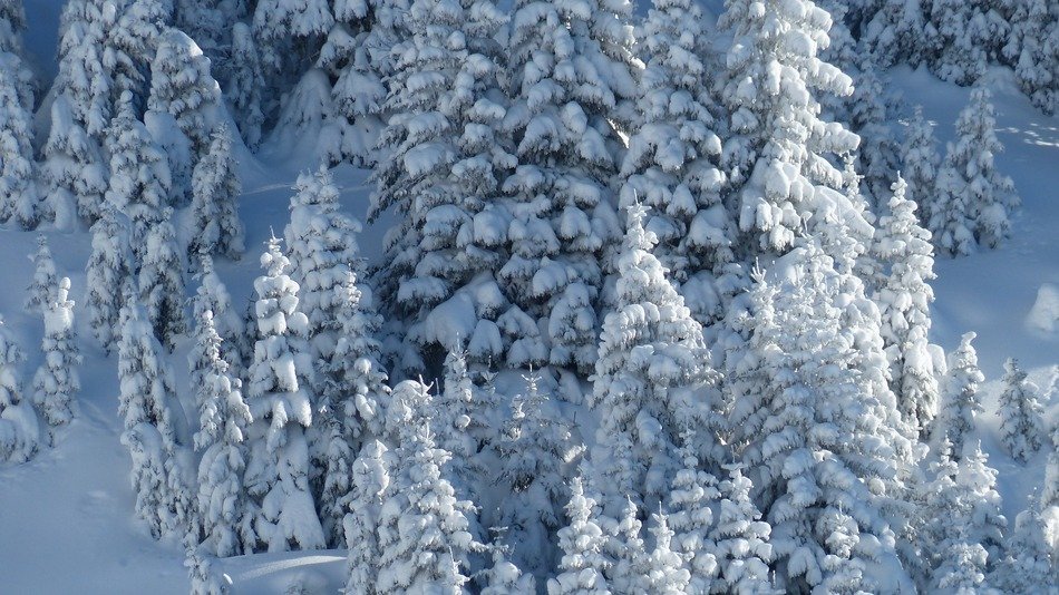 trees in the snow on a mountain in winter in the shadow