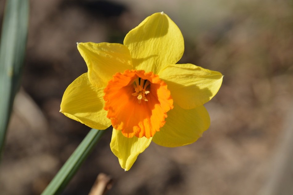 Flower Spring Easter