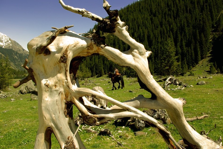twisted dry wood on the background of the fores