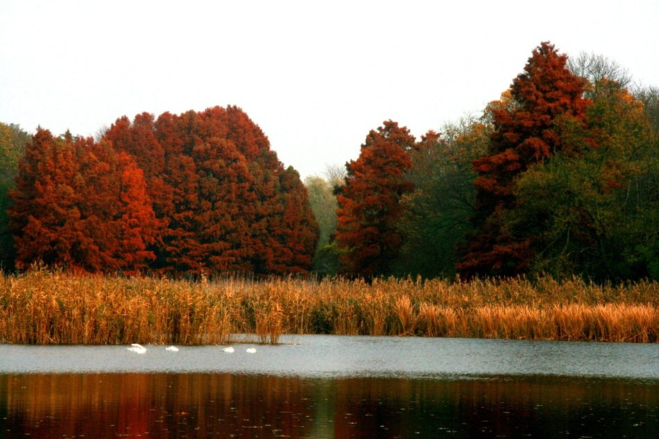 Beautiful lake with swans the colorful trees along it