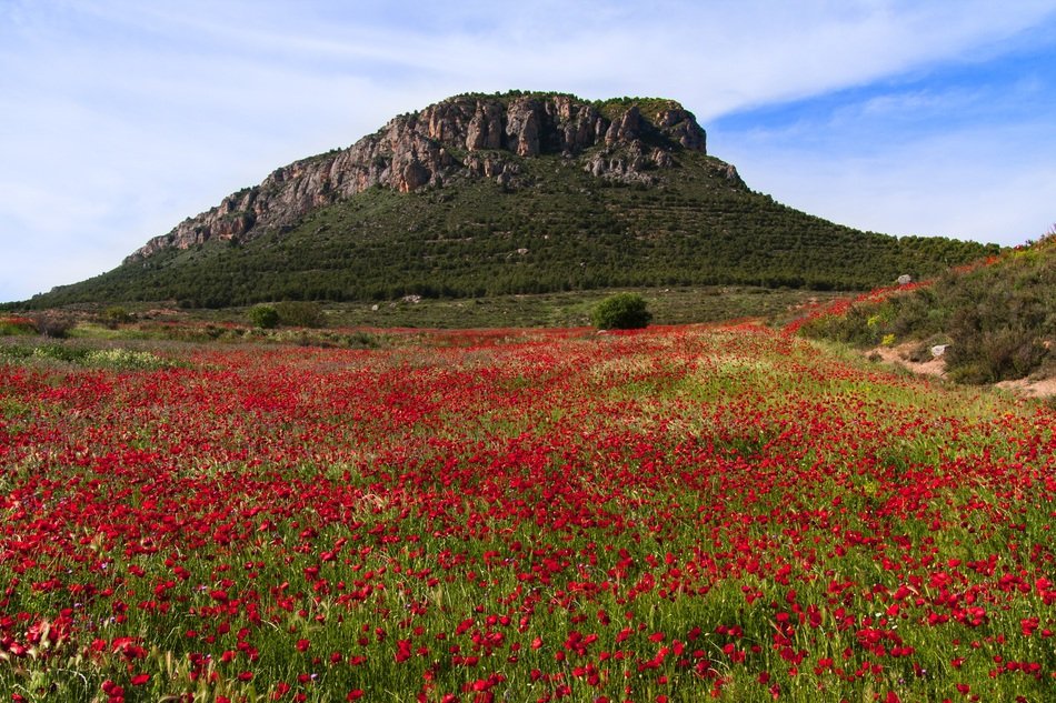 red Poppies field mountain aback