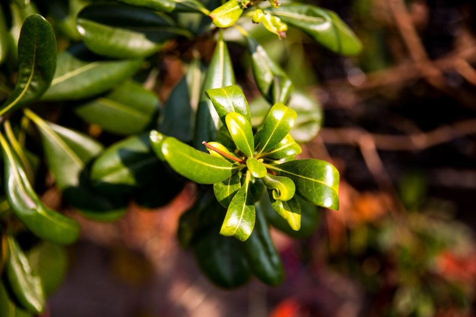 Picture of green plants in Qingdao