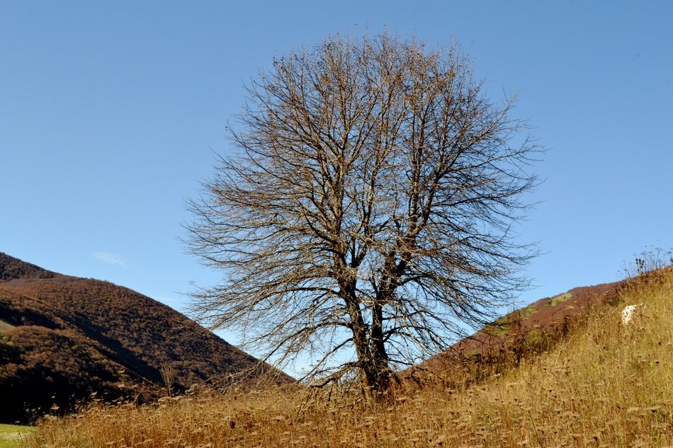 Landscape of tree without leaves on a hill