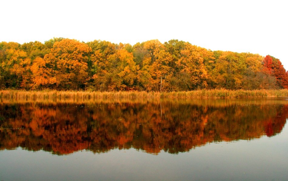 Reflection of the forest in autumn