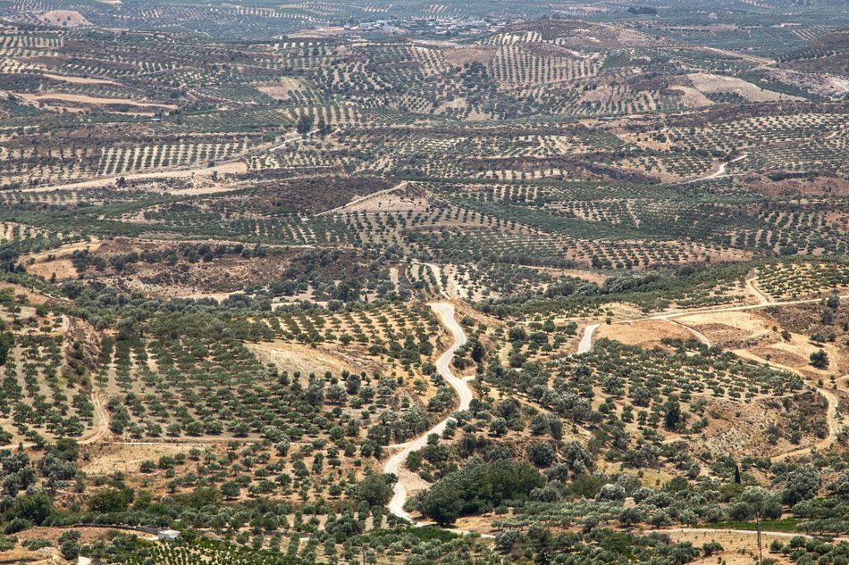Landscape of fields in Greece