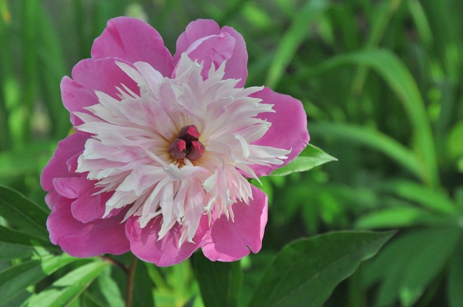 Pink white peony free image download