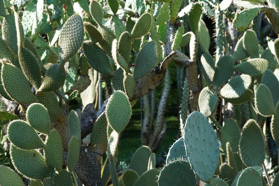 thickets of cacti close up