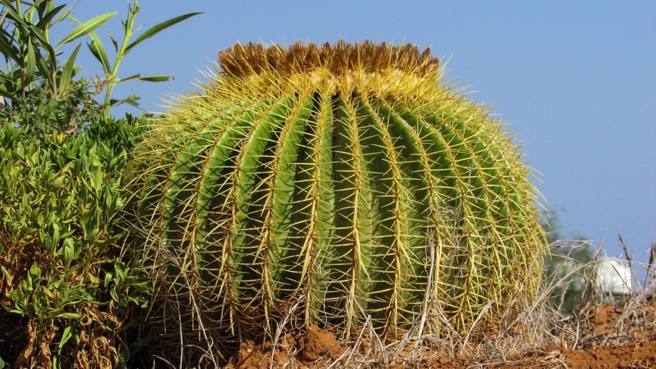 Picture of large Cactus