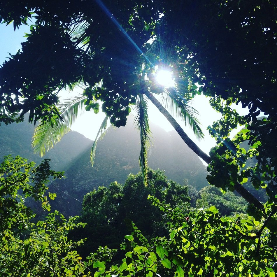 wild Jungle of Iao Valley, usa, Maui
