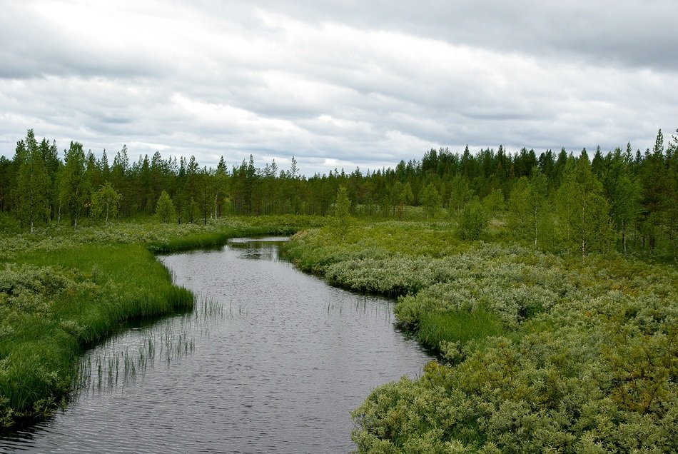 green tundra in lapland