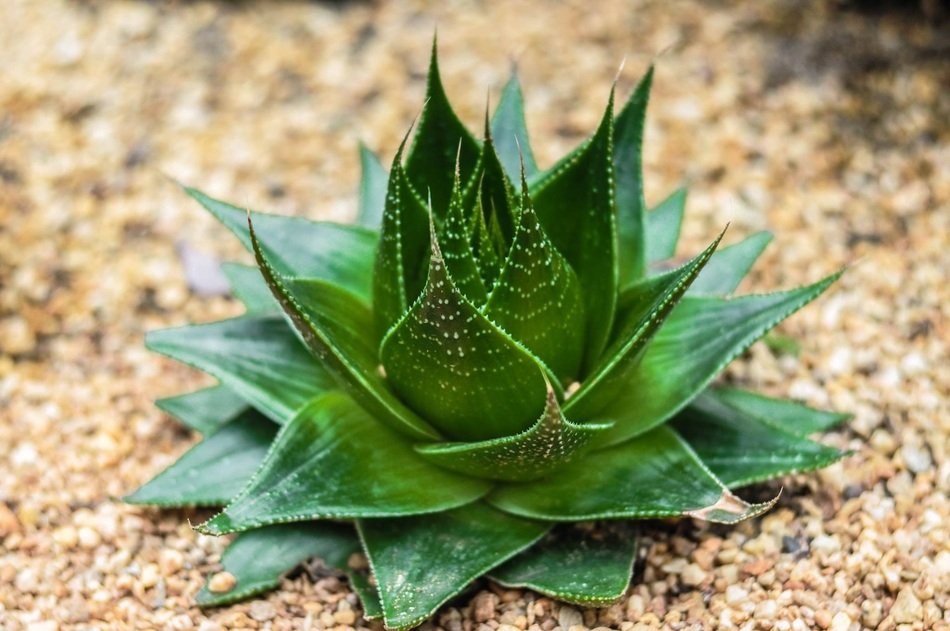 green succulent on gravel close up