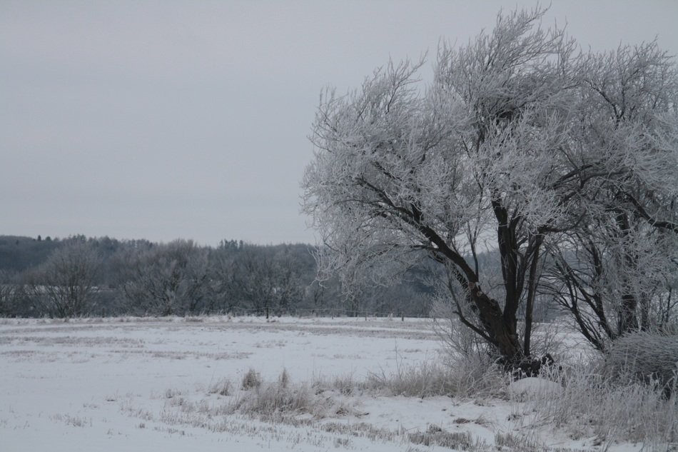 Winter Snow tree
