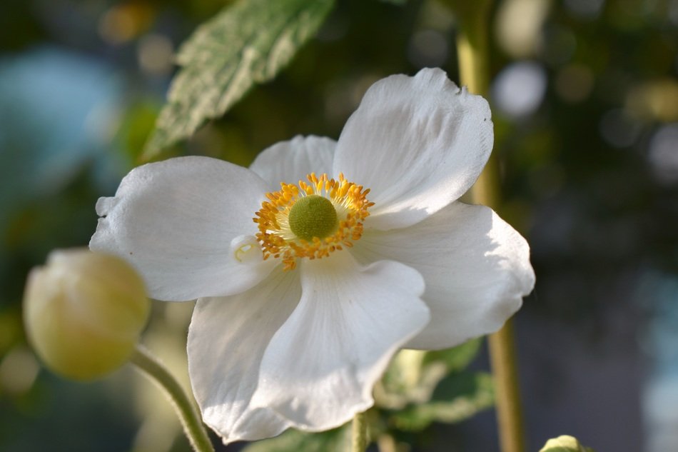 white anemone with buds closeup