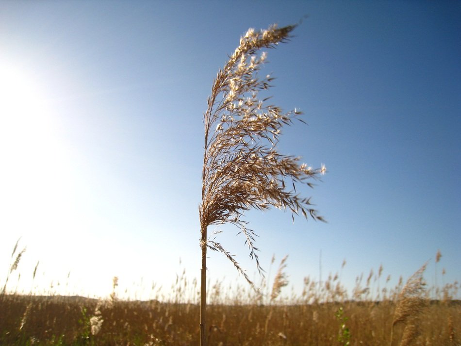 Reed Branch close-up against the sky