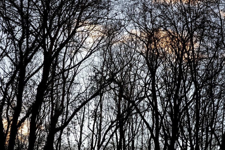 trees without leaves in a forest of french alsace