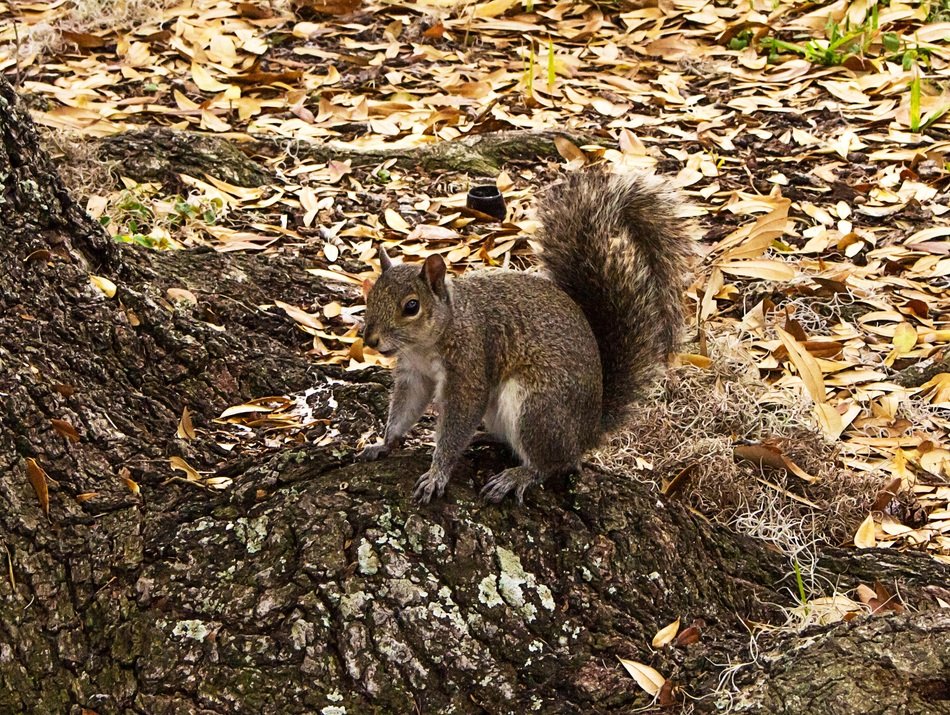 incredibly handsome Fauna Squirrel