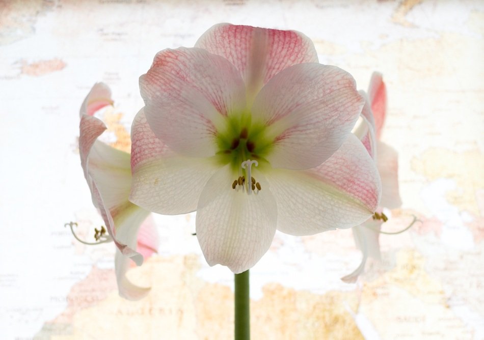pale pink bloom of amaryllis