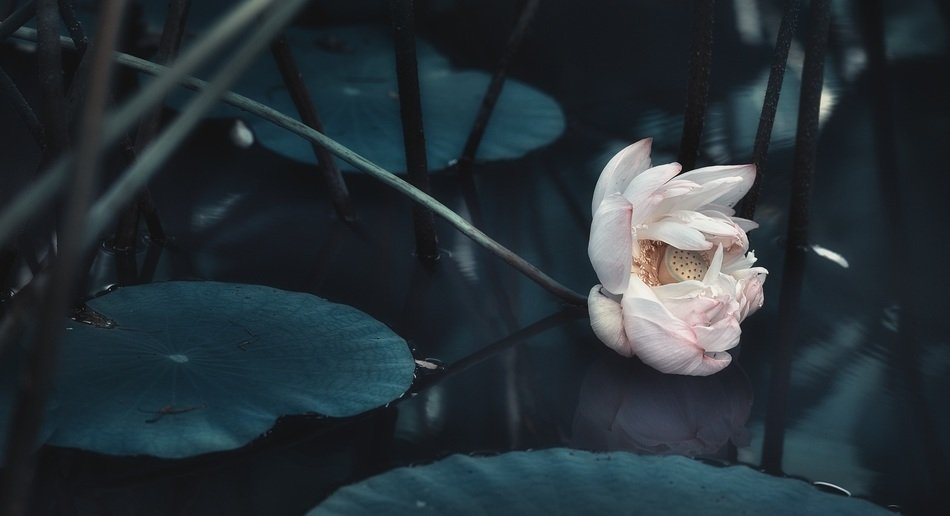 stunningly beautiful Lotus flower on water